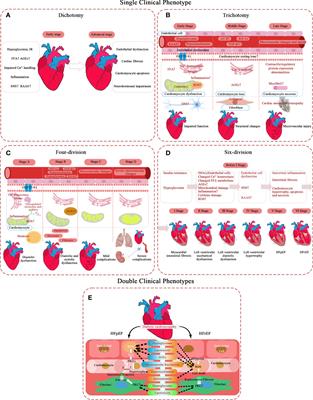 Diabetic cardiomyopathy: Clinical phenotype and practice